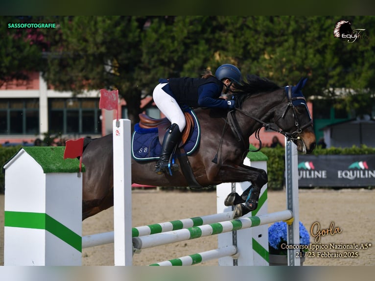 Französisches Reitpony Stute 11 Jahre 149 cm Dunkelbrauner in Milano