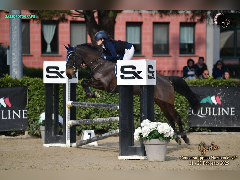 Französisches Reitpony Stute 11 Jahre 149 cm Dunkelbrauner in Milano