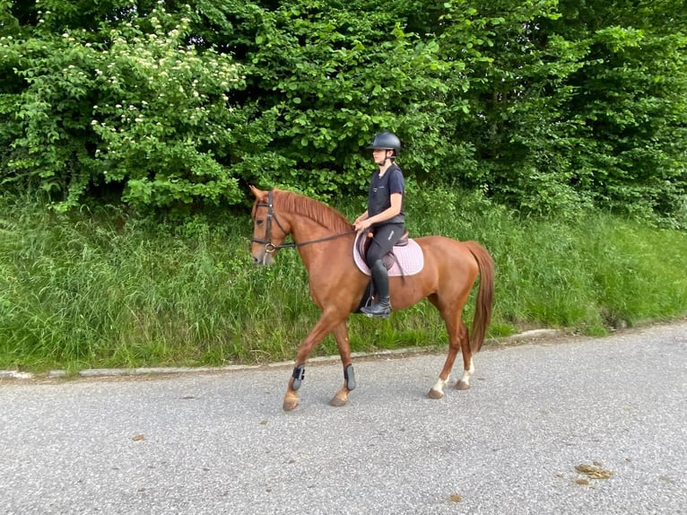 Französisches Reitpony Stute 12 Jahre 152 cm Fuchs in Hintermoos