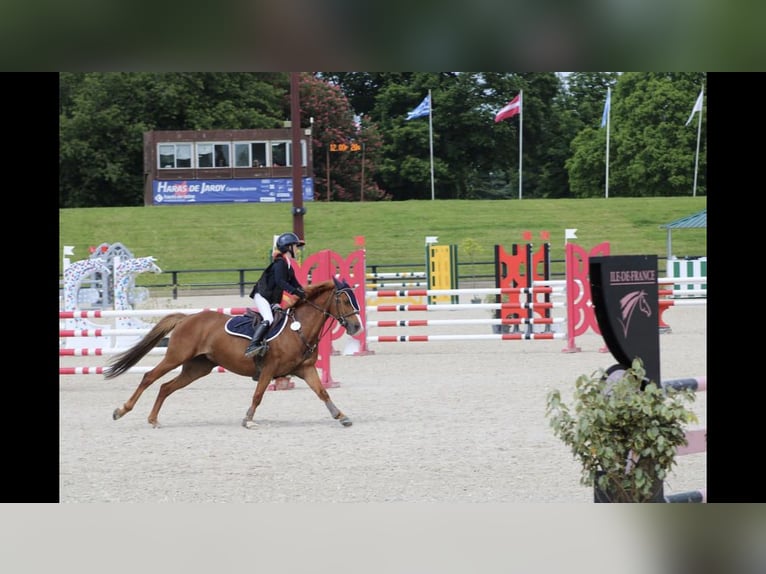 Französisches Reitpony Stute 13 Jahre 145 cm Fuchs in Boulogne-sur-Mer