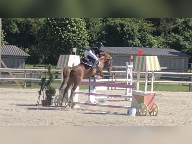 Französisches Reitpony Stute 13 Jahre 145 cm Fuchs in Boulogne-sur-Mer