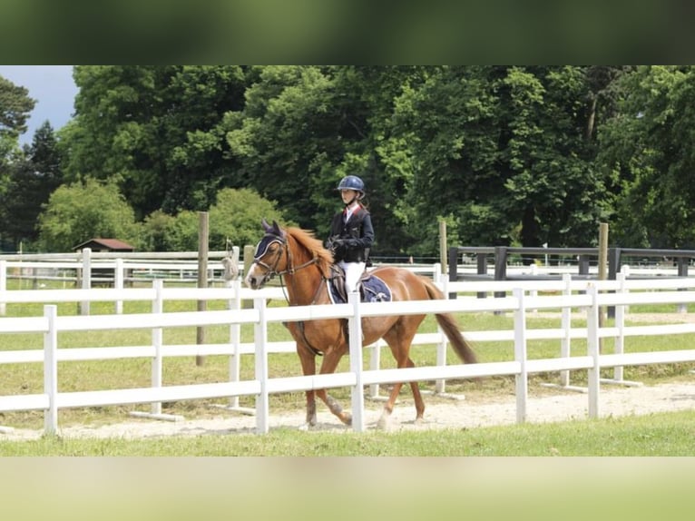 Französisches Reitpony Stute 13 Jahre 145 cm Fuchs in Boulogne-sur-Mer
