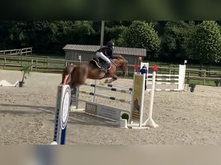 Französisches Reitpony Stute 13 Jahre 145 cm Fuchs in Boulogne-sur-Mer