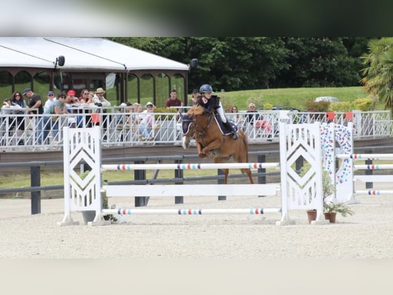 Französisches Reitpony Stute 13 Jahre 145 cm Fuchs in Boulogne-sur-Mer