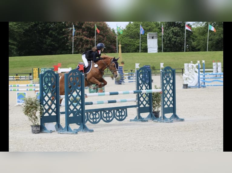 Französisches Reitpony Stute 13 Jahre 145 cm Fuchs in Boulogne-sur-Mer