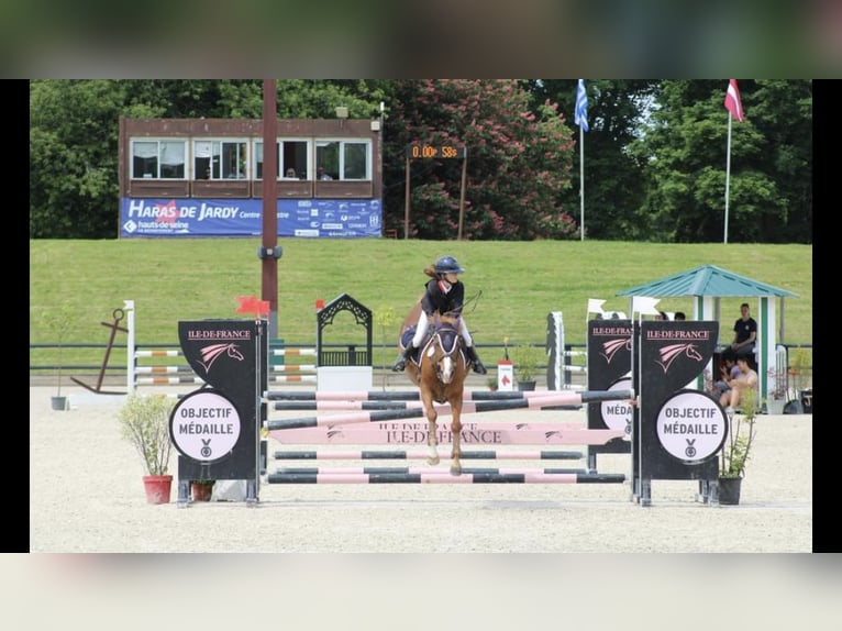Französisches Reitpony Stute 13 Jahre 145 cm Fuchs in Boulogne-sur-Mer