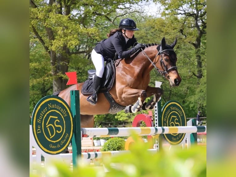 Französisches Reitpony Stute 14 Jahre 149 cm Brauner in Montpellier