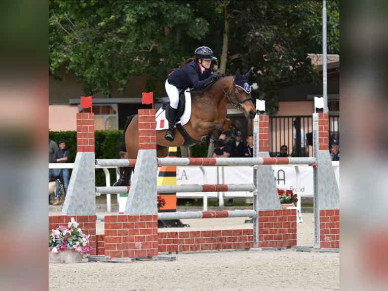 Französisches Reitpony Stute 14 Jahre 149 cm Brauner in Montpellier