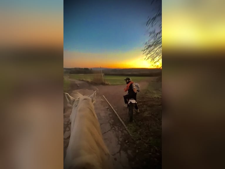 Französisches Reitpony Mix Stute 16 Jahre 160 cm Fliegenschimmel in Wadern