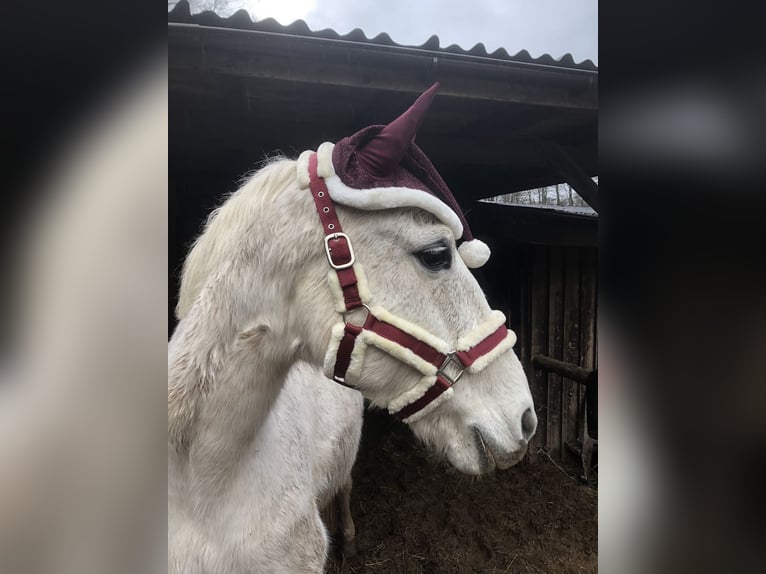 Französisches Reitpony Mix Stute 16 Jahre 160 cm Fliegenschimmel in Wadern