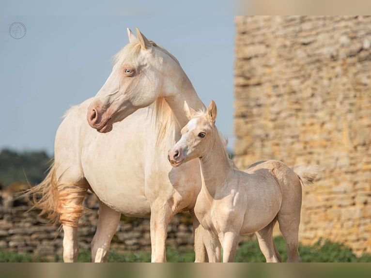 Französisches Reitpony Stute 18 Jahre 139 cm Cremello in Montagny-l&#xE8;s-Buxy