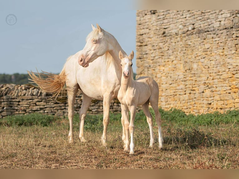 Französisches Reitpony Stute 18 Jahre 139 cm Cremello in Montagny-l&#xE8;s-Buxy