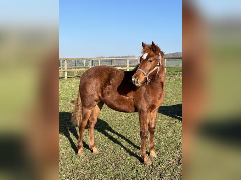 Französisches Reitpony Stute 1 Jahr 135 cm Fuchs in Quierzy