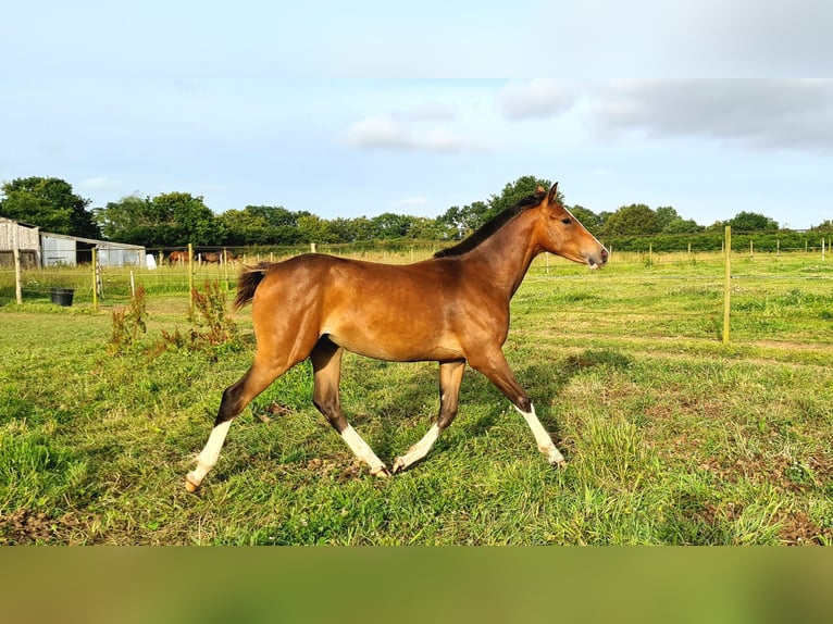 Französisches Reitpony Stute 1 Jahr 136 cm Brauner in Plouaret