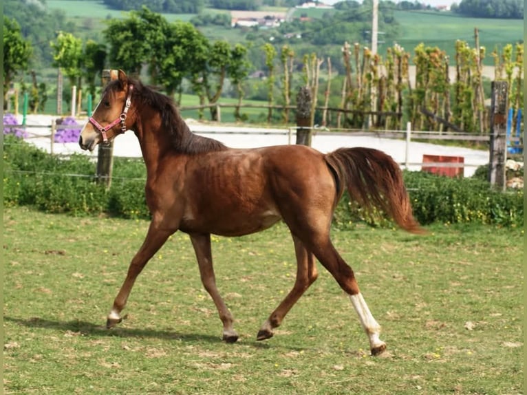 Französisches Reitpony Stute 1 Jahr Dunkelfuchs in Verdelot
