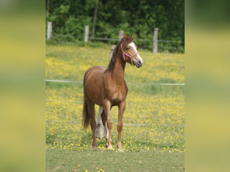 Französisches Reitpony Stute 1 Jahr Dunkelfuchs in Verdelot