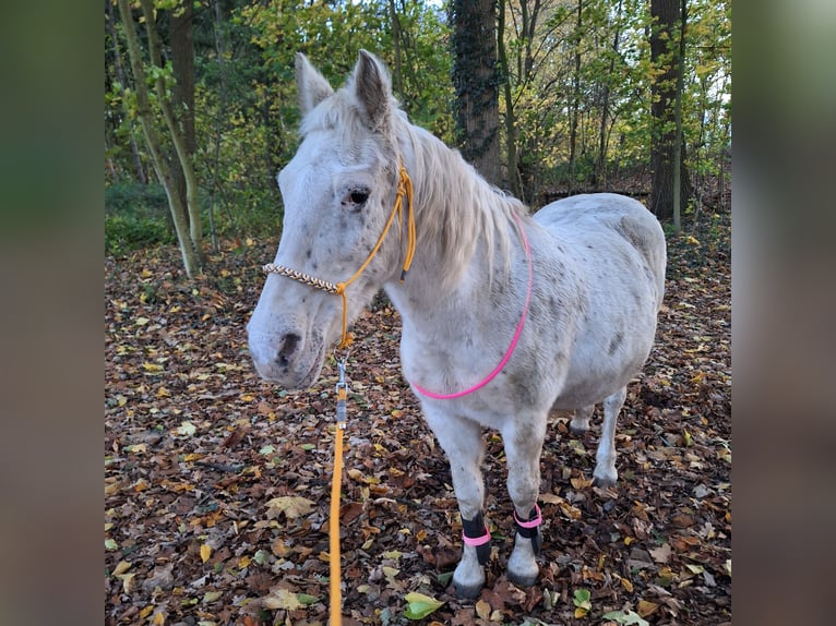 Französisches Reitpony Stute 20 Jahre 129 cm Schimmel in Müden (Aller)