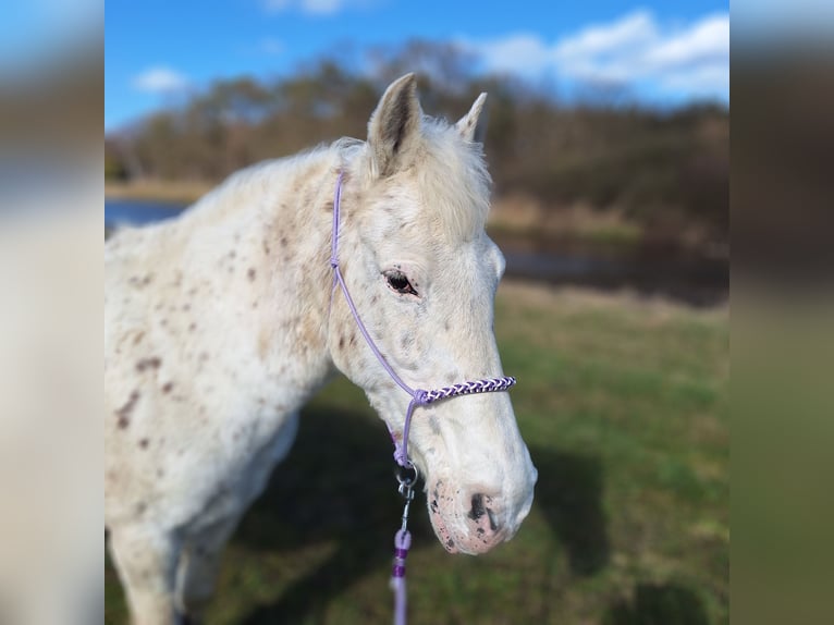 Französisches Reitpony Stute 26 Jahre 129 cm Schimmel in Müden (Aller)