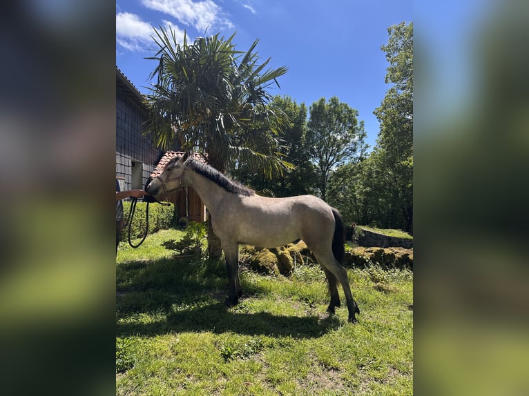 Französisches Reitpony Mix Stute 2 Jahre 132 cm Schimmel in Saint-Amans-Valtoret