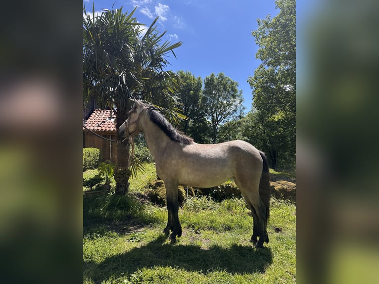 Französisches Reitpony Mix Stute 2 Jahre 132 cm Schimmel in Saint-Amans-Valtoret