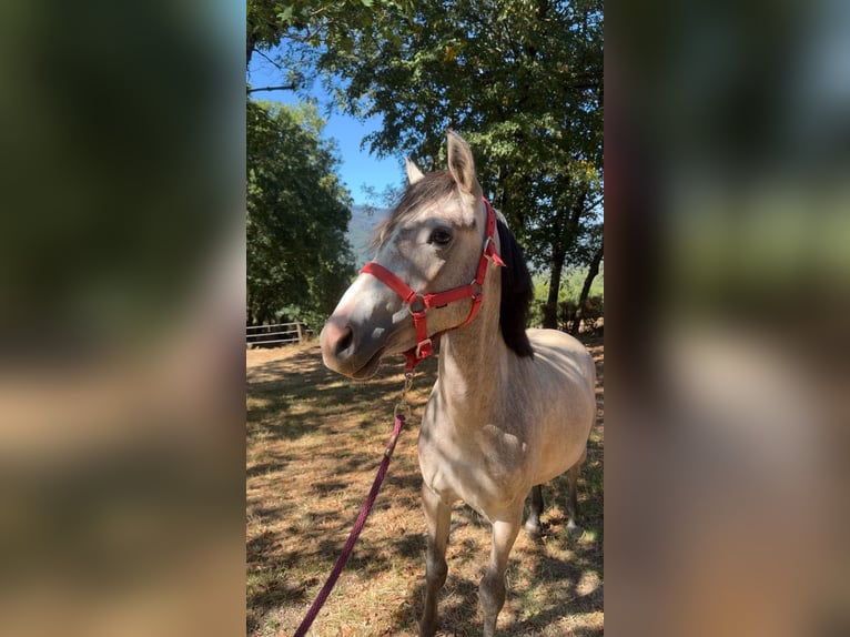 Französisches Reitpony Mix Stute 2 Jahre 132 cm Schimmel in Saint-Amans-Valtoret
