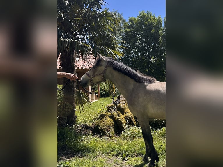 Französisches Reitpony Mix Stute 2 Jahre 132 cm Schimmel in Saint-Amans-Valtoret