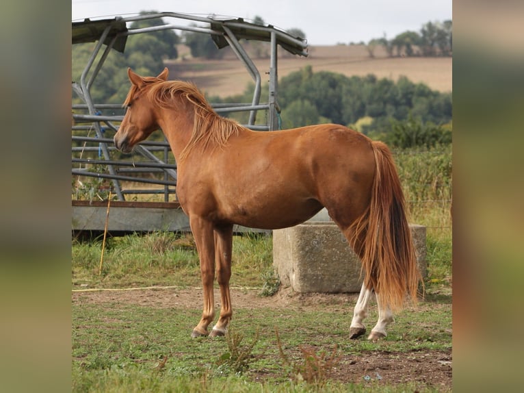 Französisches Reitpony Stute 2 Jahre 147 cm Fuchs in Torigni-sur-Vire