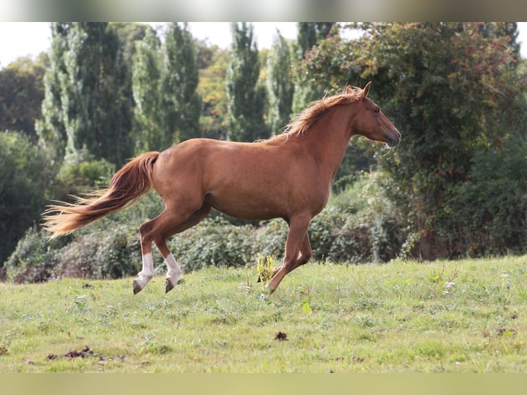 Französisches Reitpony Stute 2 Jahre 147 cm Fuchs in Torigni-sur-Vire