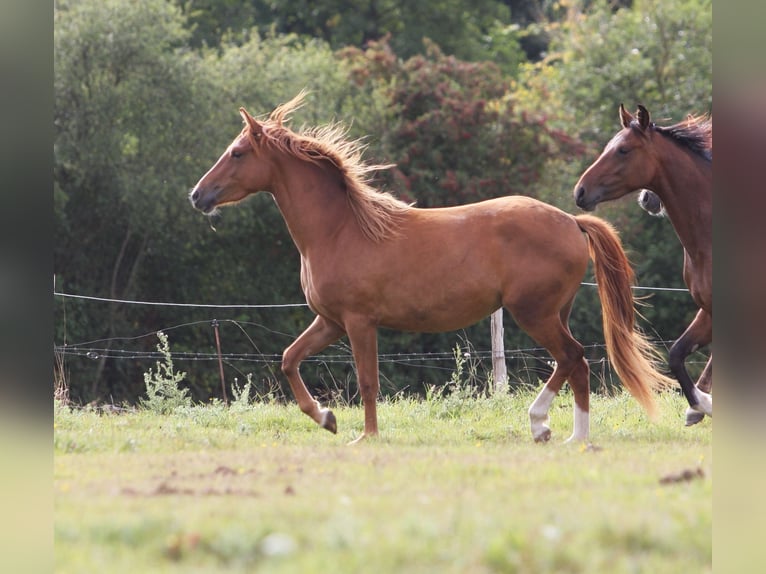 Französisches Reitpony Stute 2 Jahre 147 cm Fuchs in Torigni-sur-Vire