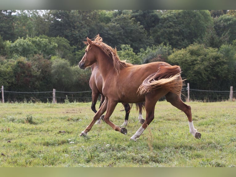 Französisches Reitpony Stute 2 Jahre 147 cm Fuchs in Torigni-sur-Vire