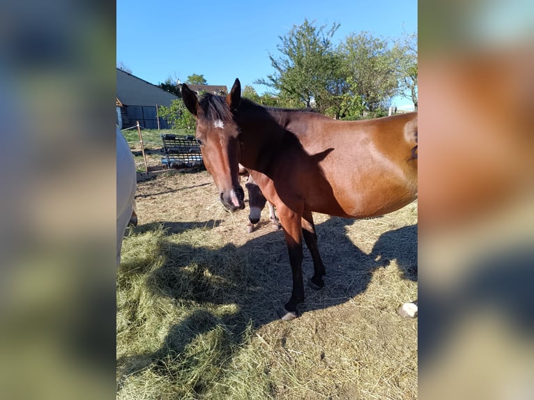 Französisches Reitpony Mix Stute 2 Jahre 150 cm Brauner in Digoin