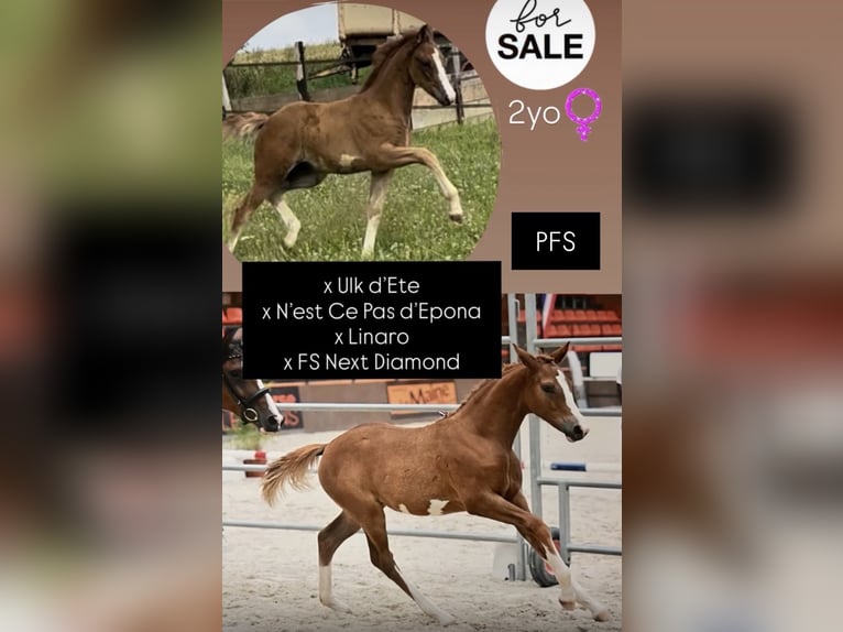 Französisches Reitpony Stute 2 Jahre Dunkelfuchs in Garennes-sur-Eure