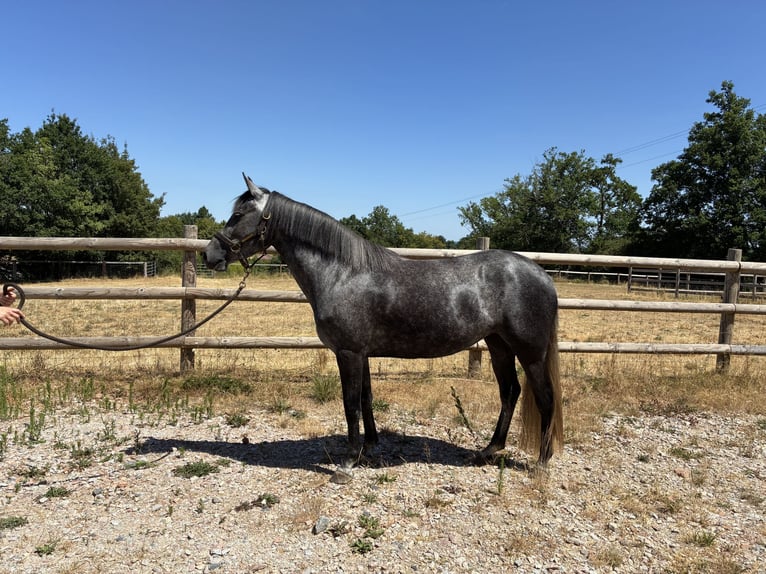 Französisches Reitpony Stute 3 Jahre 143 cm Apfelschimmel in Burgnac