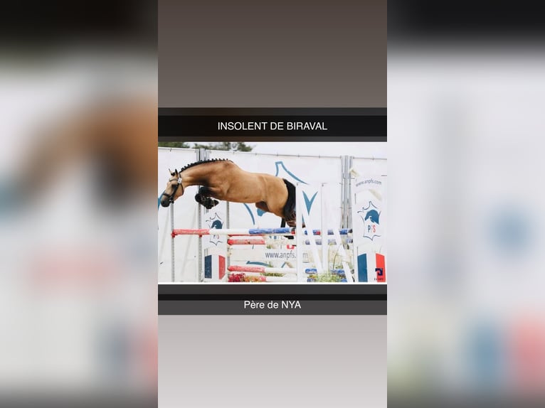Französisches Reitpony Stute 3 Jahre 146 cm Fuchs in Murasson