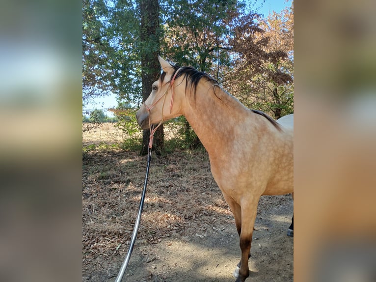 Französisches Reitpony Stute 3 Jahre 147 cm Falbe in Mauves sur loire