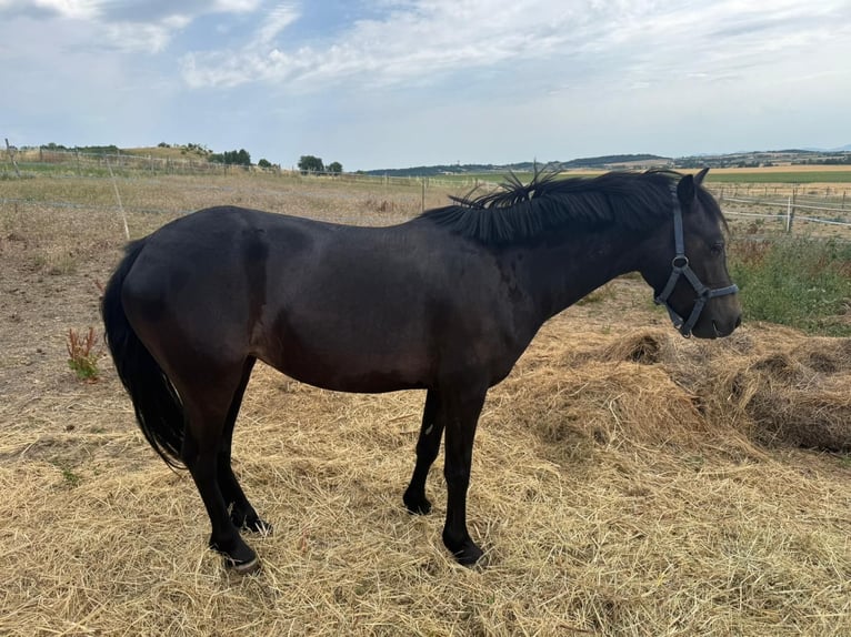Französisches Reitpony Stute 4 Jahre 118 cm Dunkelbrauner in Saint-Cl&#xE9;ment-de-R&#xE9;gnat