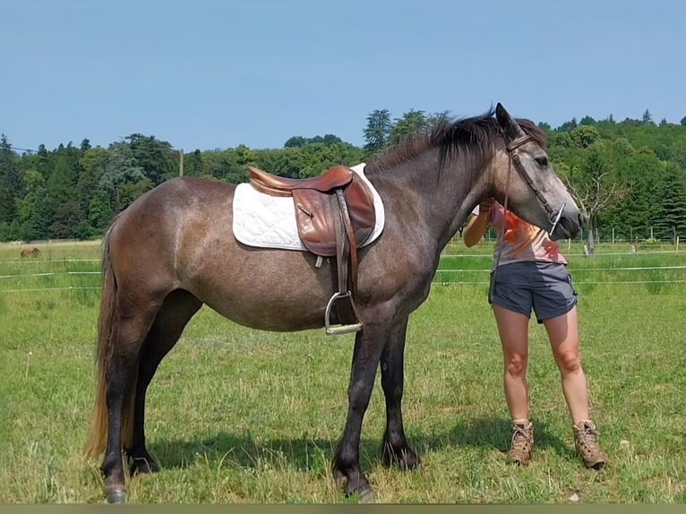 Französisches Reitpony Stute 4 Jahre 133 cm Schimmel in Saint Marcellin