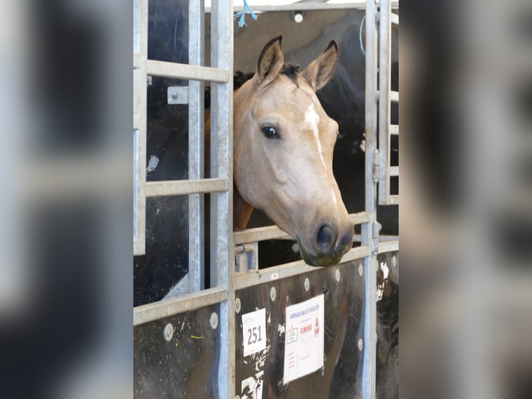 Französisches Reitpony Stute 5 Jahre 137 cm Falbe in Saint-André-en-Bresse