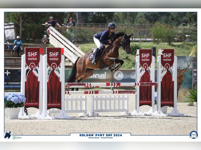 Französisches Reitpony Stute 5 Jahre 138 cm Brauner in courtes