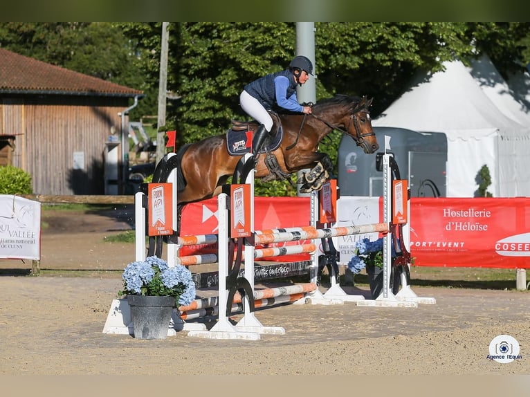 Französisches Reitpony Stute 5 Jahre 138 cm Brauner in courtes