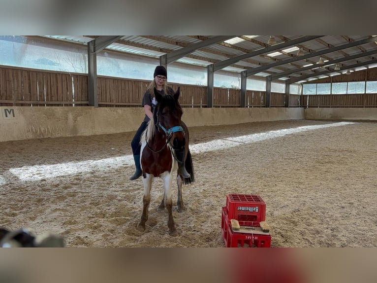 Französisches Reitpony Mix Stute 5 Jahre 143 cm Schecke in Lemberg