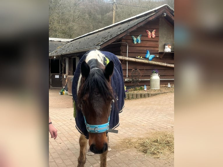 Französisches Reitpony Mix Stute 5 Jahre 143 cm Schecke in Lemberg