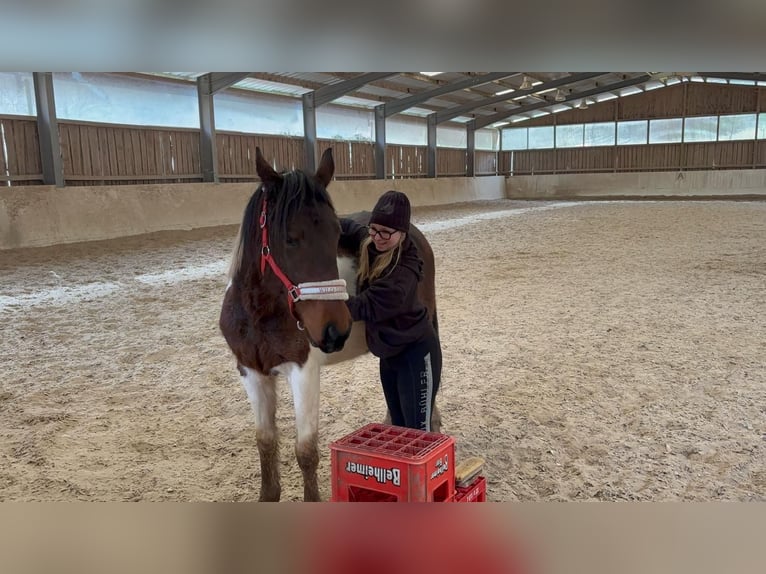 Französisches Reitpony Mix Stute 5 Jahre 143 cm Schecke in Lemberg