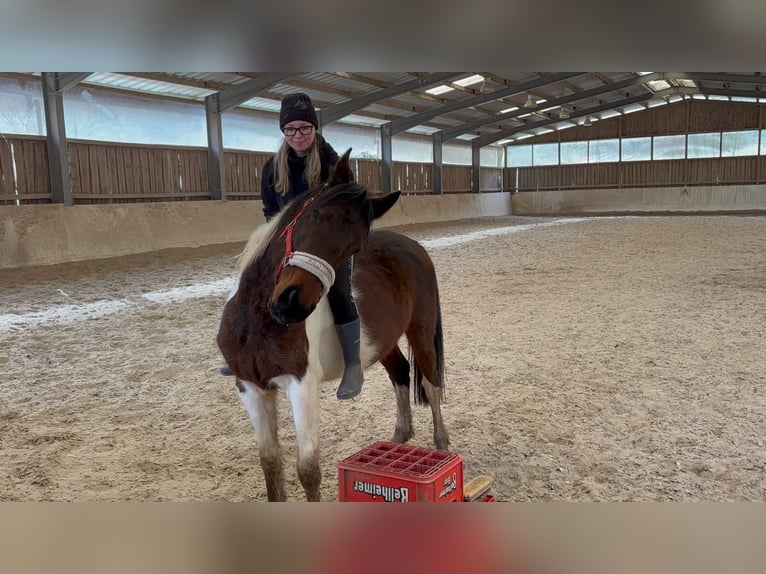 Französisches Reitpony Mix Stute 5 Jahre 143 cm Schecke in Lemberg