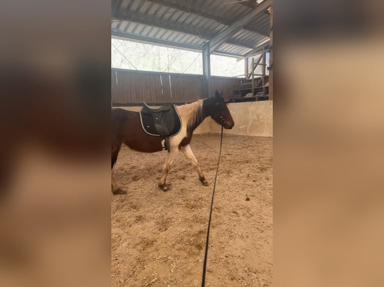 Französisches Reitpony Mix Stute 5 Jahre 143 cm Schecke in Lemberg