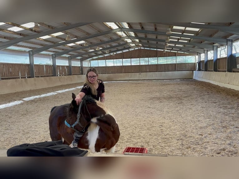 Französisches Reitpony Mix Stute 5 Jahre 143 cm Schecke in Lemberg