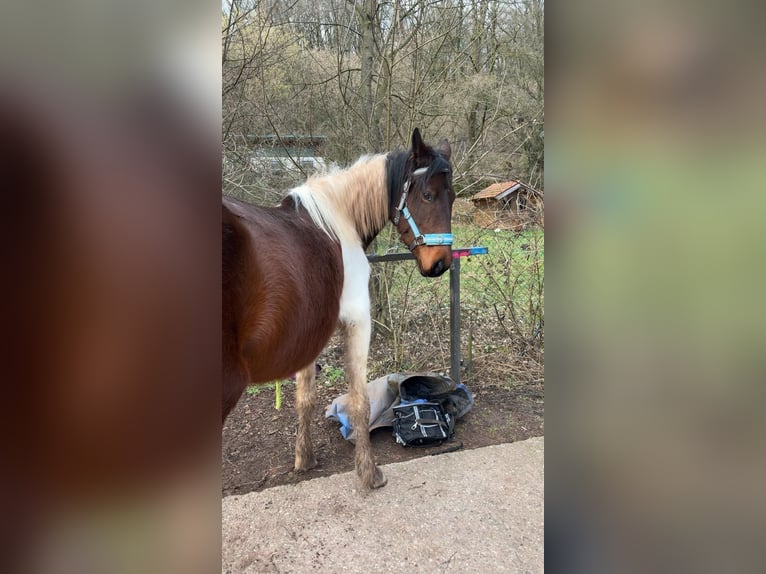 Französisches Reitpony Mix Stute 5 Jahre 143 cm Schecke in Lemberg