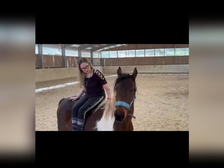 Französisches Reitpony Mix Stute 5 Jahre 143 cm Schecke in Lemberg