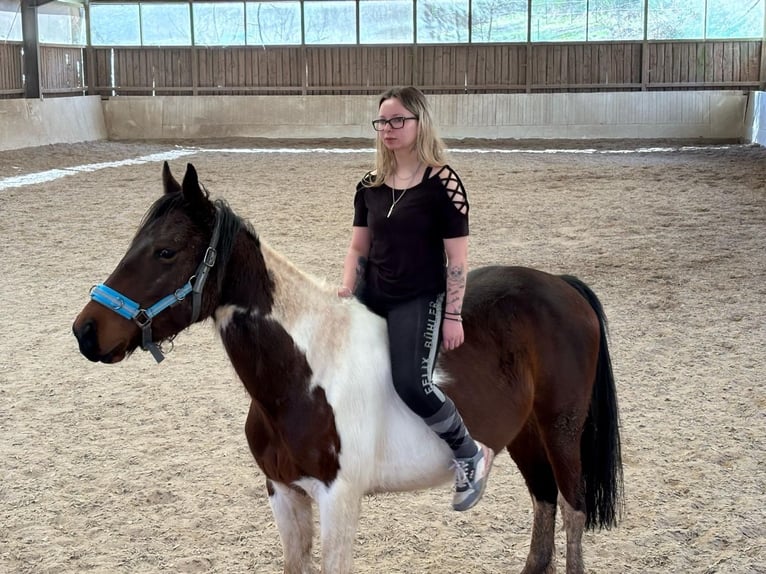 Französisches Reitpony Mix Stute 5 Jahre 143 cm Schecke in Lemberg