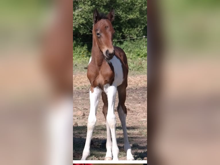 Französisches Reitpony Mix Stute 5 Jahre 143 cm Schecke in Lemberg
